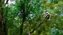 Wildlife