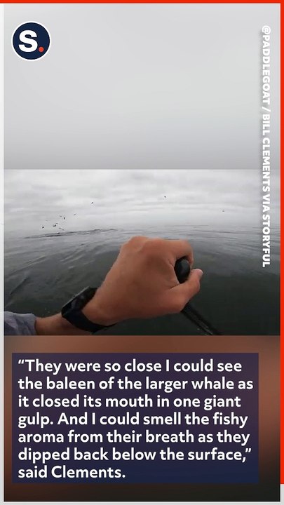 Ecstatic Paddleboarder Flanked by Two Groups of Breaching Whales