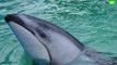 Li'i, dolphin who shared tank with Lolita, moves from Seaquarium to SeaWorld San Antonio