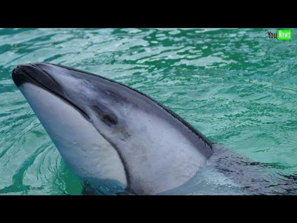 Li'i, dolphin who shared tank with Lolita, moves from Seaquarium to SeaWorld San Antonio