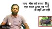 गाय भैस को बच्चा दिए एक साल से उपर दुबारा गरमी में नहीं आ रही क्या करे || cow & Buffalo || देशी नुक्सान ||