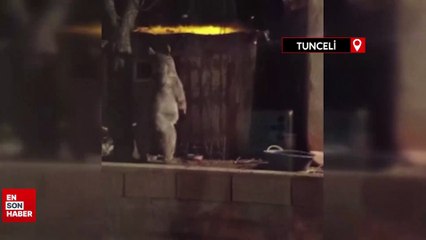 Tunceli'de boz ayı bu kez eli boş döndü