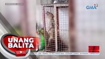 Video ng aso at sawa na magkasama sa isang kulungan, umani ng negatibong reaksyon online | UB