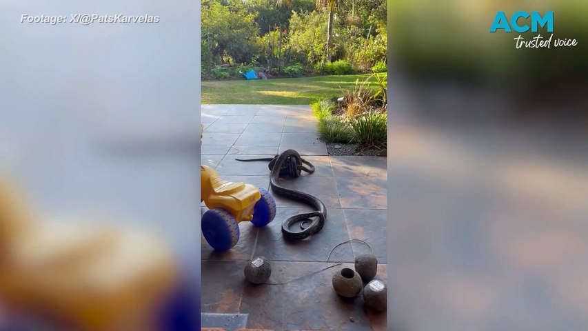 ABC journalist Patricia Karvelas has posted a video from her children of two large snakes wrestling in the yard of a northern NSW home.