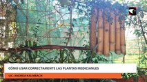 Cómo hacer un botiquín casero con plantas medicinales