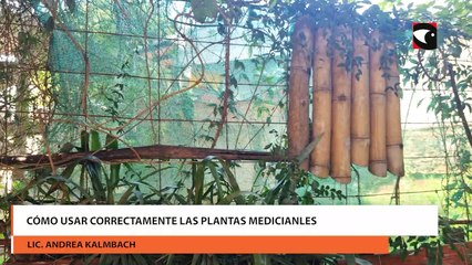 Cómo hacer un botiquín casero con plantas medicinales