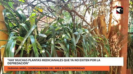 Sanar con la naturaleza terapias con plantas, sus usos y beneficios