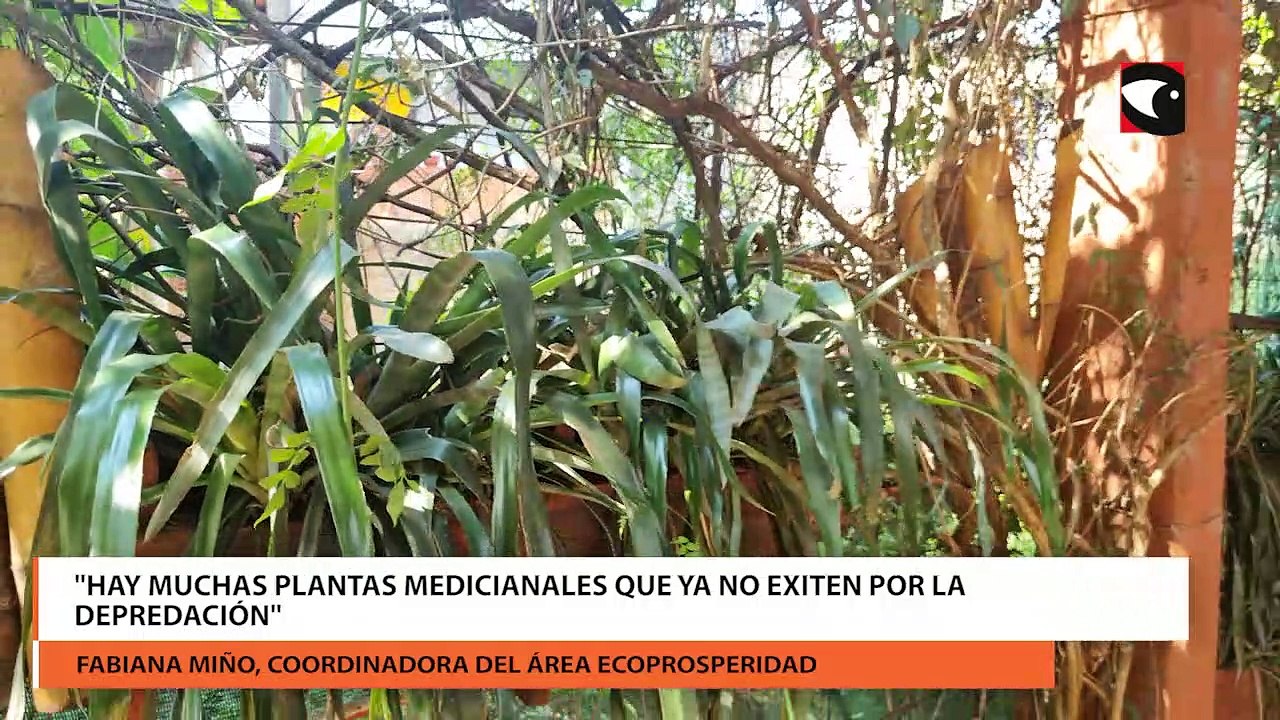 Sanar con la naturaleza terapias con plantas, s...