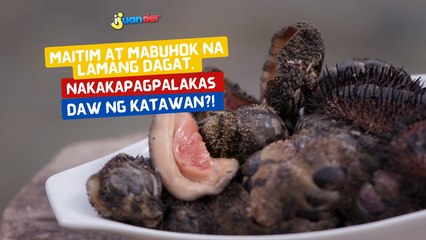 Maitim at mabuhok na lamang dagat, nakakapagpalakas daw ng katawan?! | I Juander