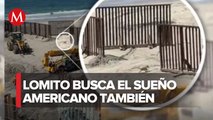 Perro cruza la frontera junto a 8 migrantes en Baja California
