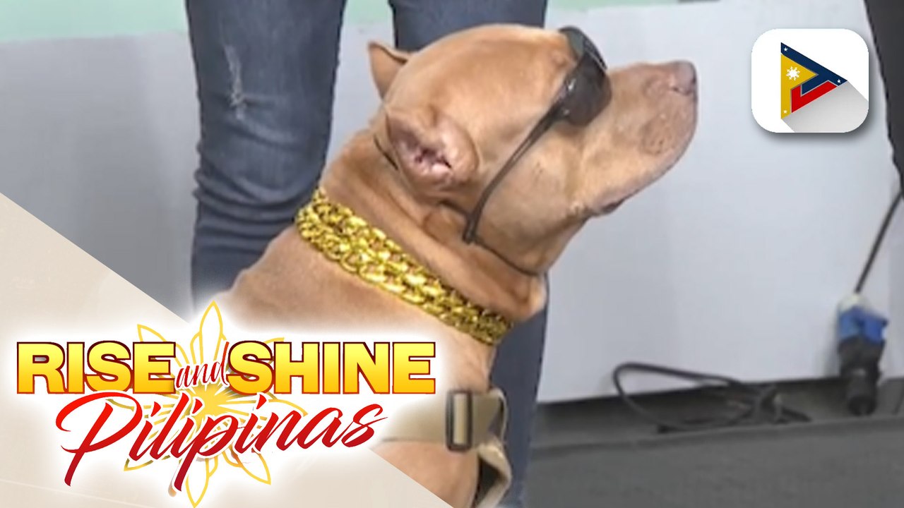 Wednesday Pets Day | Isko the pitbull