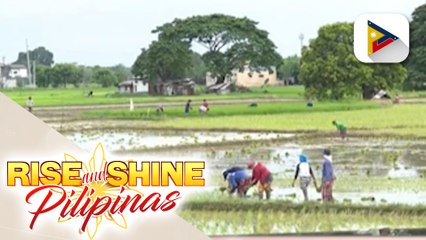 PBBM, hindi pabor na bawasan ang taripa ng imported rice