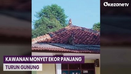Kemarau Panjang, Kawanan Monyet Ekor Panjang Turun Gunung Cari Makan