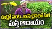 Pudina And Kothimeera Farming _ Mint And Coriander Farming And Earnings _ V6 News