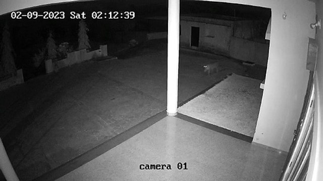 VIDEO: पैंथर से दहशत , सीसीटीवी में कैद चहल कदमी