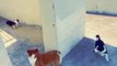 New Funny Dogs Video 2023, New Cute Funny Dogs Video, Happy Dogs Video, New Dogs Video, Beautiful Funny Dogs Video, New Funny Animals Video,