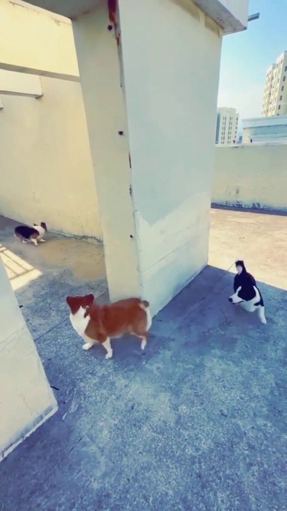 New Funny Dogs Video 2023, New Cute Funny Dogs Video, Happy Dogs Video, New Dogs Video, Beautiful Funny Dogs Video, New Funny Animals Video,