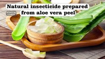 Natural insecticide prepared from aloe vera peel @InterestingStranger