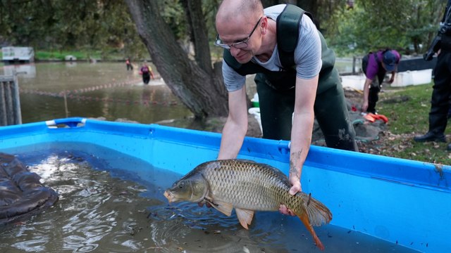 « Ils vont nous manquer » : les poissons des Buttes-Chaumont pêchés et transférés avant le vidage de l’étang
