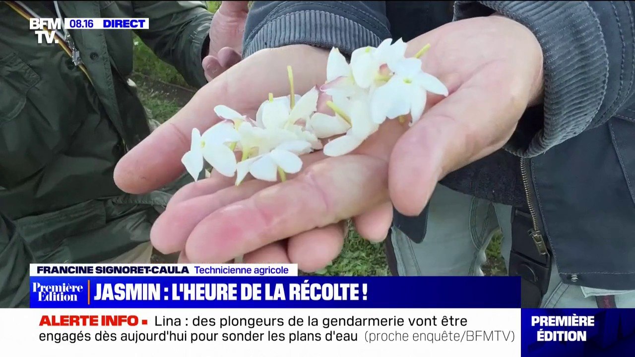 Comment se cueille le jasmin?