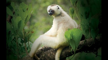 VIDEO: Le sifaka soyeux : un lémurien de Madagascar en danger d’extinction