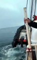 Un morse très en colère crève un bateau gonflable