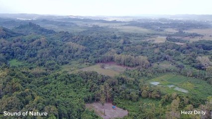 Hutan Hujan Tropis Indonesia Hanya ada di Borneo
