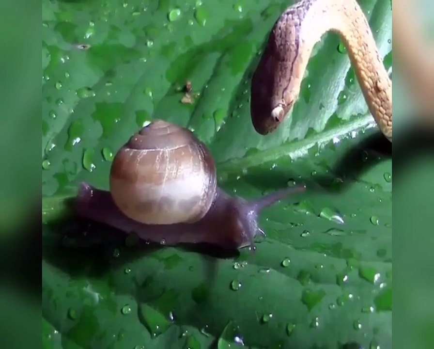 Snake vs Snail in an Epic Showdown