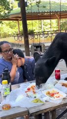 Urso invade mesa de piquenique e mãe protege-o