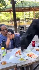 Urso invade mesa de piquenique e mãe protege-o