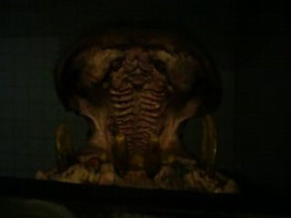 Nourrissage hippo