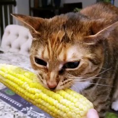 Funny Animal Moments: Cats & Dogs 😂