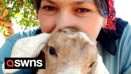 Adorable footage of herd of baby goats relaxing on a farm