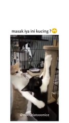 Masa iya ini kucing...???