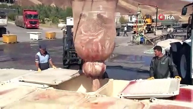 Denize kıyısı olmayan ilimizde yetiştirip tüm dünyaya satıyorlar