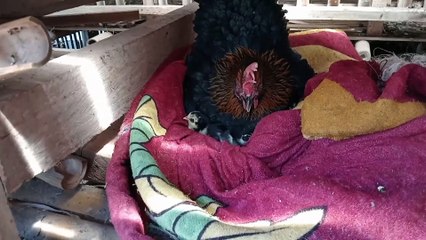 Vlog riview anak ayam baru menetas