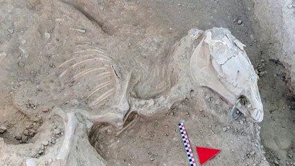 Urartu dönemine ait at iskeletinde bronz gem bulundu