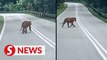 Tiger spotted on Gua Musang-Jeli route