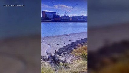 Seal spotted by the River Medway in Rochester