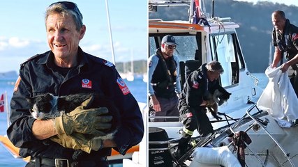Moment cat stuck inside boat’s hull after fire is rescued by firefighters