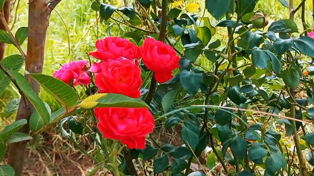 Sleep Talk Down Guided Sleep Meditation for Falling Asleep Fast | Birds Song | Chirping Birds