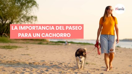 Primeros paseos de un cachorro: tips para que salga todo "a pedir de pata"