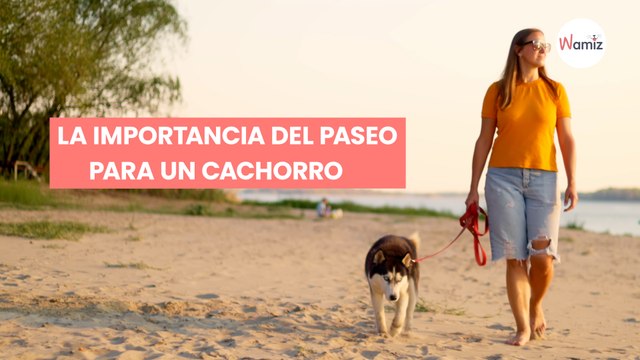 Primeros paseos de un cachorro: tips para que salga todo a pedir de pata