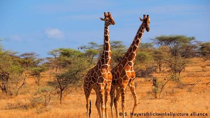 The world’s giraffes are in danger!