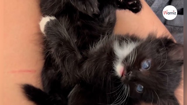 Deux chatons errants et aveugles ont été sauvés de la rue. Quelques semaines après le sauvetage, un des félins va retrouver la vue. 