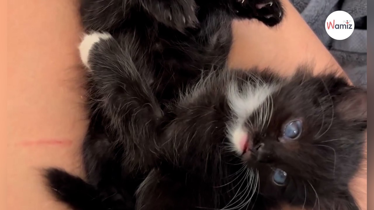 Deux chatons errants et aveugles ont été sauvés de la rue. Quelques semaines après le sauvetage, un des félins va retrouver la vue. 