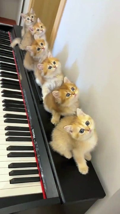 Cats Funny Dance | Cats Funny Moments | Cats Funny Compilation | Animals Funny Moments | Cute Pets #animal #cats #satisfyingvideos #catshorts