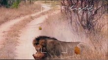 male Lion killing female cub Lion