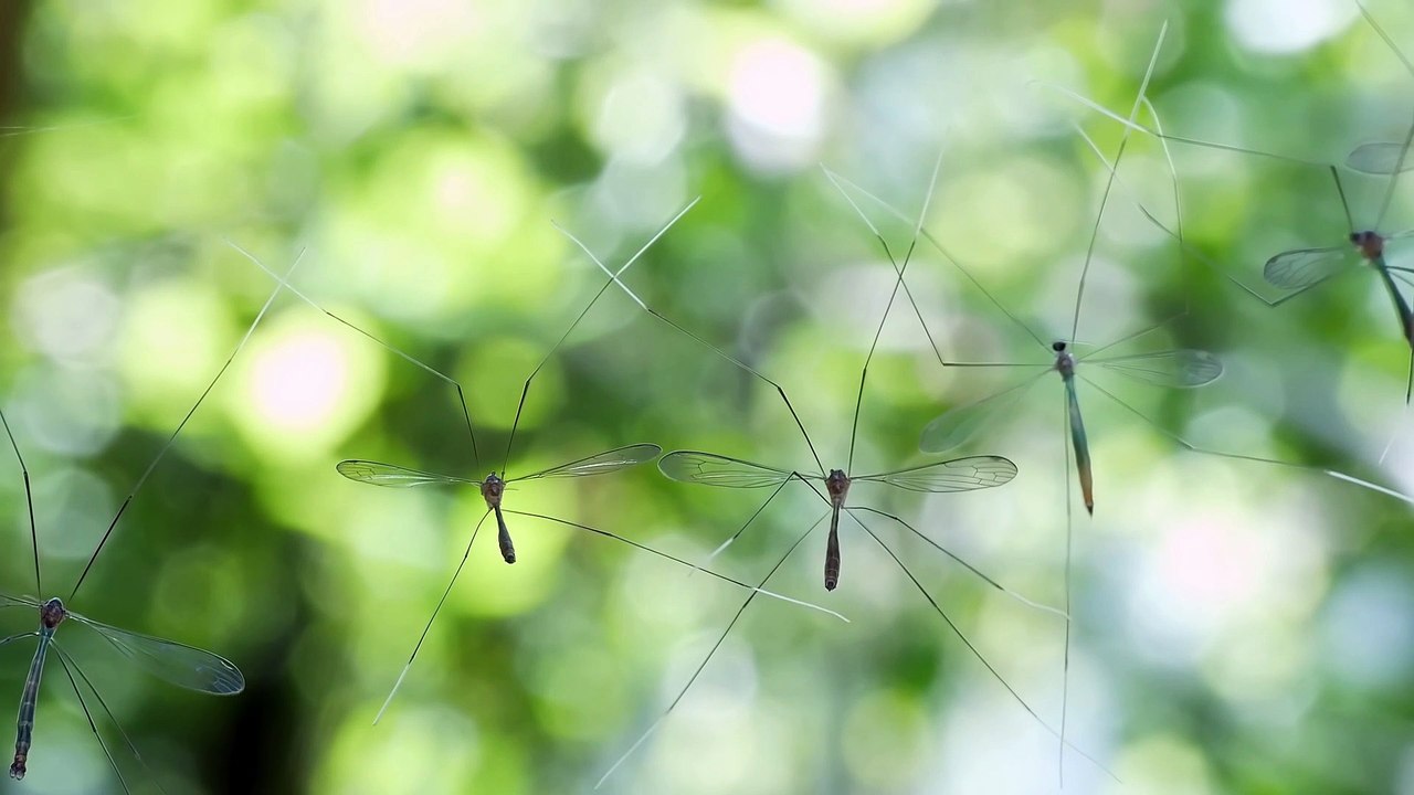 Cranefly colony
