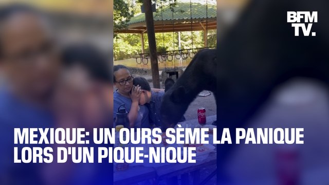 Un ours sème la panique pendant un pique-nique dans un parc au Mexique